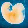 Embryon de cinq semaines